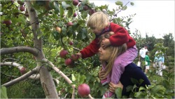 SLO Creek Farms - CERTIFIED ORGANIC, apples, 